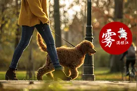 武汉女子劝阻居民遛狗拴绳遭遇围殴，被逼跳楼图片