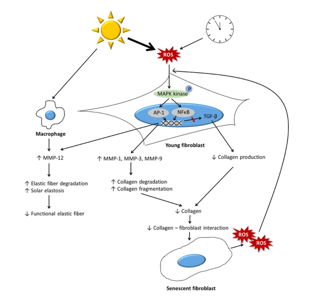 胶原蛋白是“智商税”吗？我不这么认为