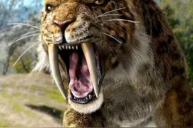 剑齿虎28厘米大长牙，张开嘴都抵到了下颚，它们是如何捕猎的？图片