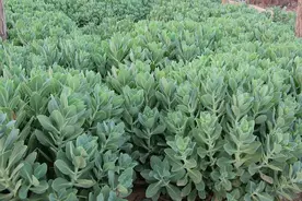 苗木种植成活率控制技术，及种植前的准备工作图片