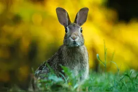 「学习笔记」人耳听觉的基本特性图片