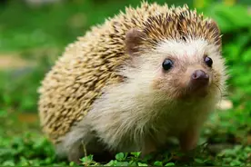 如果蛇吞食了刺猬或者豪猪，会不会被刺破肚皮而死亡呢？图片