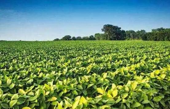 氨基酸、黄腐酸、腐植酸：三大生物刺激剂的作用与区别！