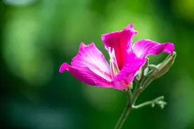 花卉摄影 | 香港市花——紫荆花图片