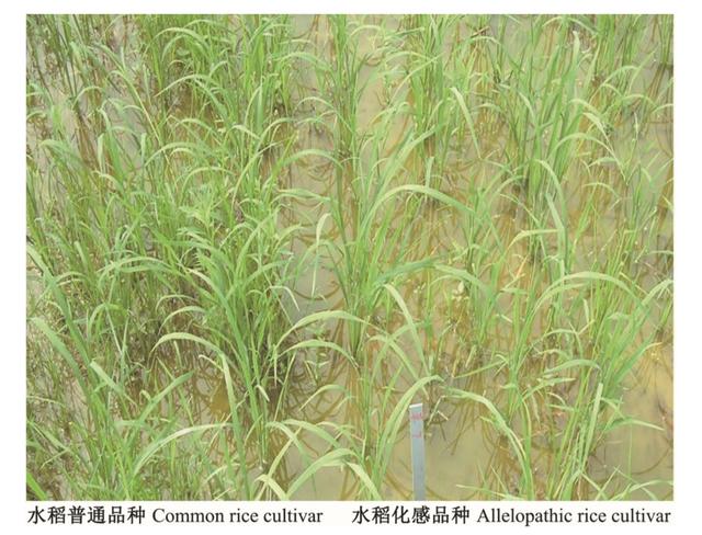 为了生存它们整日“窃窃私语”，相邻植物释放的化学物质到底在表达什么