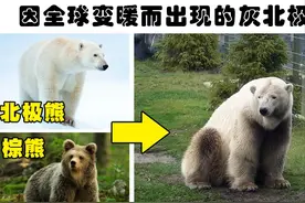 在人为和非人为的情况下出现的7种奇怪的杂交动物品种图片