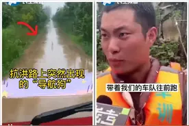 抗洪路上遇土狗带头领路，上演现实版“导航狗”，点赞中华田园犬图片