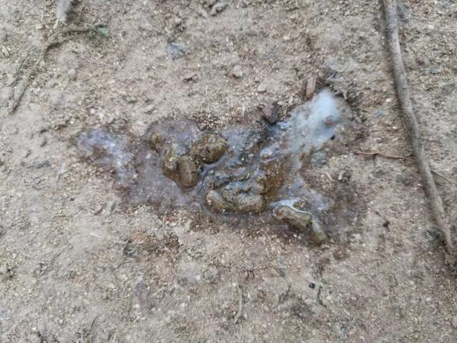 硫酸粘杆菌素在畜禽上的应用