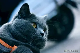 小小的眼睛，大大的疑惑，可爱的蓝猫图片