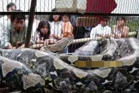 巨物恐惧症慎点！盘点近百年全世界捕获的30大巨型生物图片