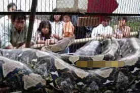巨物恐惧症慎点！盘点近百年全世界捕获的30大巨型生物图片