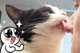 猫咪主动亲吻你是件多么幸福的事情！我家主子一次都没有吻过我图片
