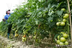种菜别只会施肥打药，教你自配万能肥料，防虫防病产量大增图片