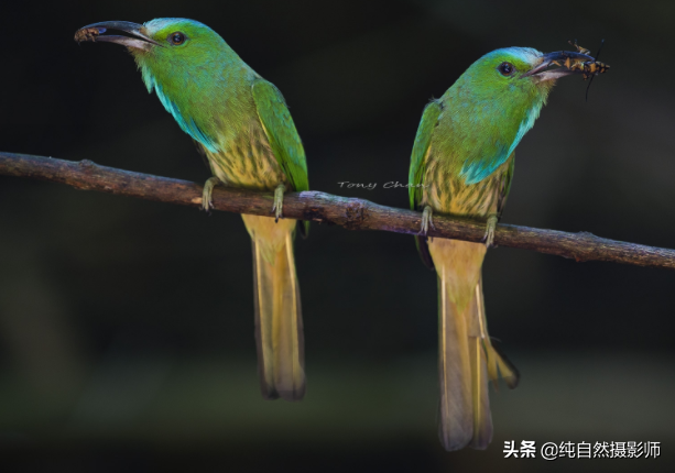 蓝须夜蜂虎百科知识，中国蜂虎科之一