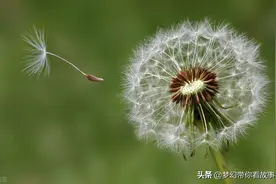寻找蒲公英图片