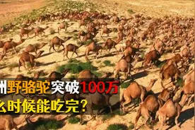 澳大利亚骆驼泛滥成灾，却限制不了，为什么不吃骆驼肉？图片