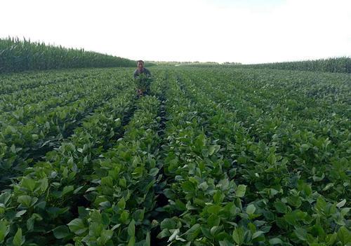 红小豆根腐病造成缺苗断垄荚少粒秕，药剂只救急，有效预防是关键