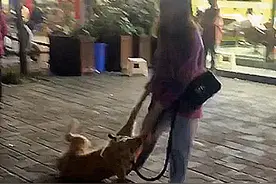 老远看见女子拖着狗，正想上前指责，听完解释后才松了口气图片