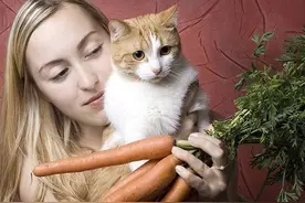 常识：喂猫素食=虐待猫咪图片