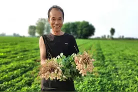 花生套餐第三遍到底什么时间用？四点建议让你花生更高产图片