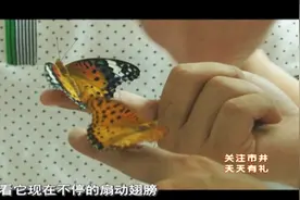 满足你的好奇心！见证蝴蝶从幼虫到破茧成蝶的过程