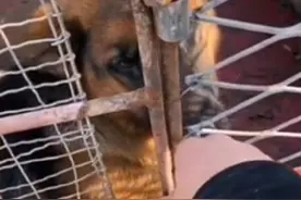 陕西：600块，去狗肉馆的德牧获救，可叹忠诚狗狗，还想讨好主人图片