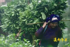 “吃进肚中治病，穿在身上防病！”是药也是染料图片