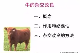 黄牛和水牛杂交生小牛嘛？一图看懂牛杂交改良繁育图片