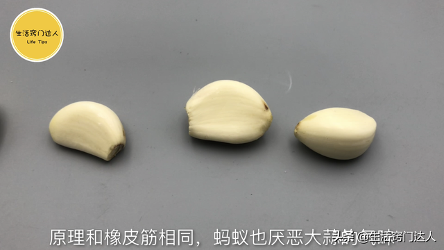 蚂蚁怕啥（灭蚂蚁用不到开水）