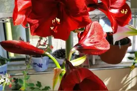 春天养这花，花大如碗，独特漂亮，开完后，简单处理后 能再开花图片