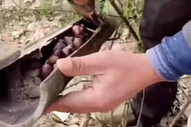 山东一女子上山偷偷带走松鼠过冬板栗，网友：小心松鼠气得上吊图片