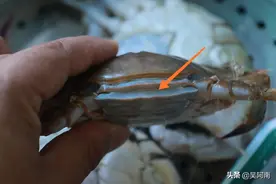 螃蟹好不好，关键看这几个部位，教你螃蟹的挑选技巧和烹饪做法图片