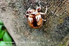 这身在泥土里生活的盔甲图片