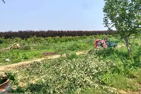 又一个砍树的，刚结果子5亩苹果全砍掉，农民：冷库苹果还没卖完图片