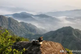 凤凰单丛｜雪片茶属于冬天的味道，香气最浓郁图片