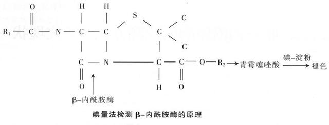 舌尖上的安全（8）——解读牛奶中的β-内酰胺酶