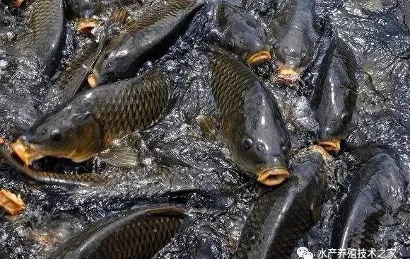 诱食剂在水产养殖中的应用