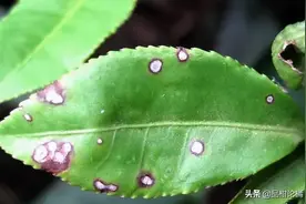 茶赤叶斑病有何危害症状，如何防治？图片