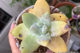 多肉叶片坏了就会死吗？不一定，但表明多肉已经有问题需即刻处理图片
