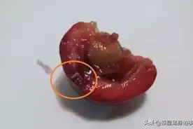 秦皇岛大樱桃有白色小虫！咋回事？看看专家怎么说图片