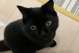 爱猫走失后女子用民间方法，找流浪猫帮忙，隔天爱宠找回来了图片