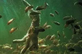 食人鱼、狼牙鱼、寄生鲶、电鳗，谁才是亚马逊河顶级“杀手”？图片