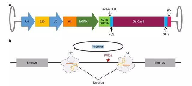 转基因是技术，转的好基因突破治疗8种遗传疾病