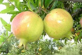 已经2000年历史的石榴老品种，莫名其妙的败给了突尼斯石榴？图片