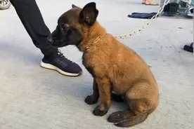 陕西：美女集市卖马犬，800多从西安买的，卖200，美女：家有小孩图片