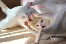 猫打起架来有多疯狂——就像仙女下凡，劝都劝不住图片