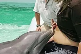 孕妇在海洋馆被海豚“献吻”受宠若惊，医生：恭喜你做了天然B超图片