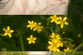 草地和森林太美·但是都不及你的柔情似水图片