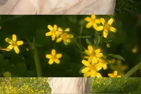 草地和森林太美·但是都不及你的柔情似水图片