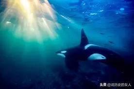 小虎鲸死后，鲸妈妈千里送葬，历时17天，行程1600公里图片